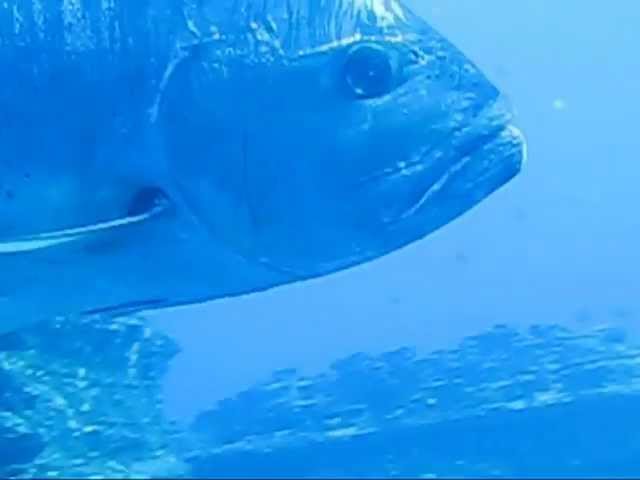 Diving Ni'ihau: Tropical Fish and Giant Trevally