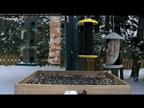 Canada Jays Sample Seeds And Deer Fat In Ontario – Jan. 9, 2019