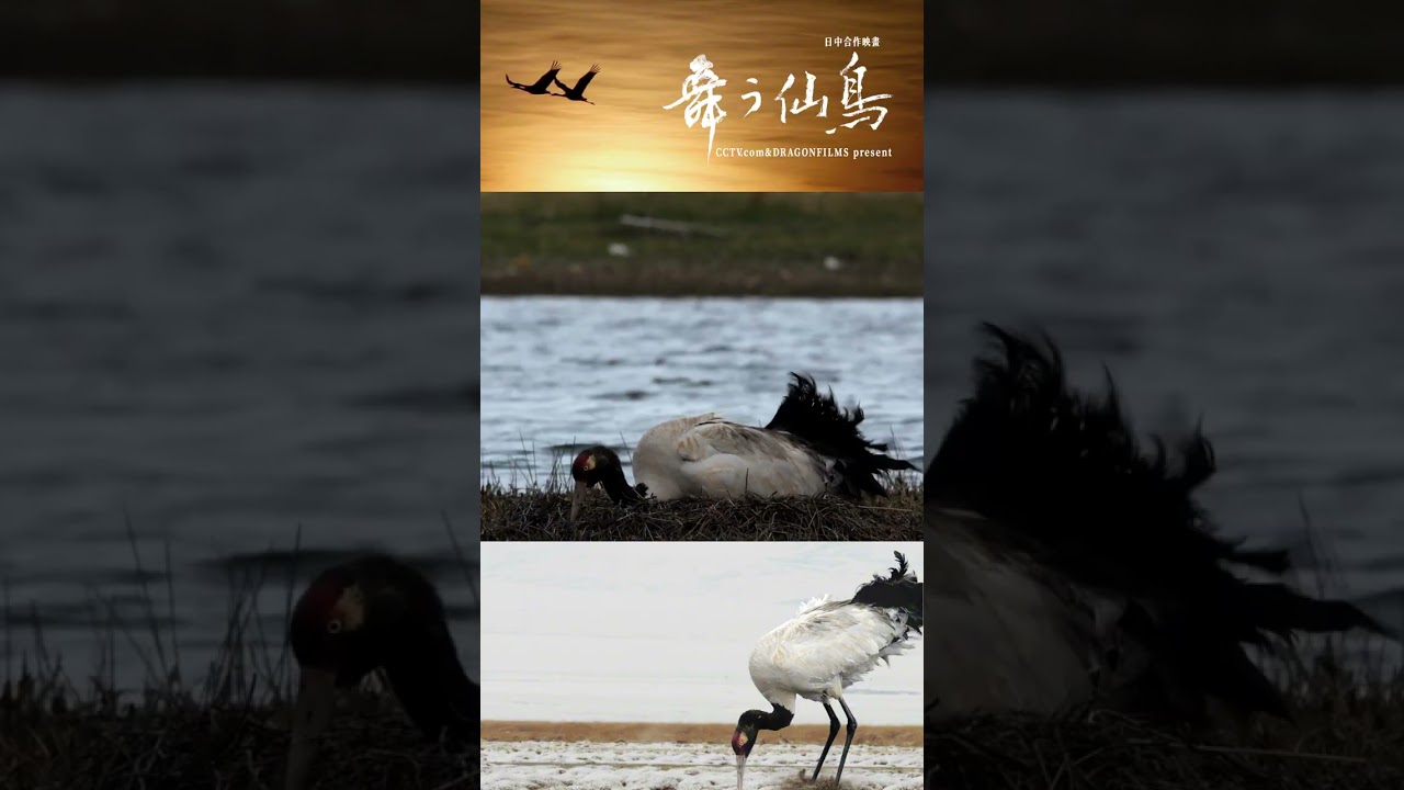 オグロヅルのヒナの生存への挑戦 | iPanda パンダ楽園 #shorts