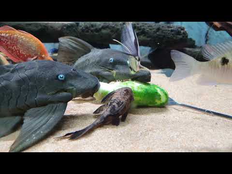 ブルーアイドプレコ、ハニカムプレコ。