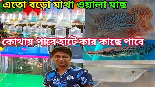 শ্রীরামপুর Fish Haat | Aquarium Fish Market |Shrirampur Pet Market | Serampore Fish Market 