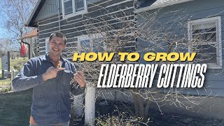 Propagate Elderberry the Easy Way – Anyone Can Do This!