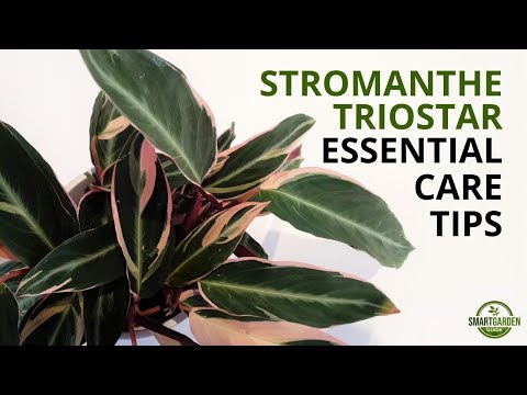 Stromanthe Triostar Care - Complete Guide To Growing Stromanthe sanguinea 'Triostar'