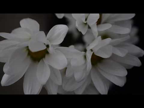 Nicole Hernandez - No Need to Cry (Official Music Video)