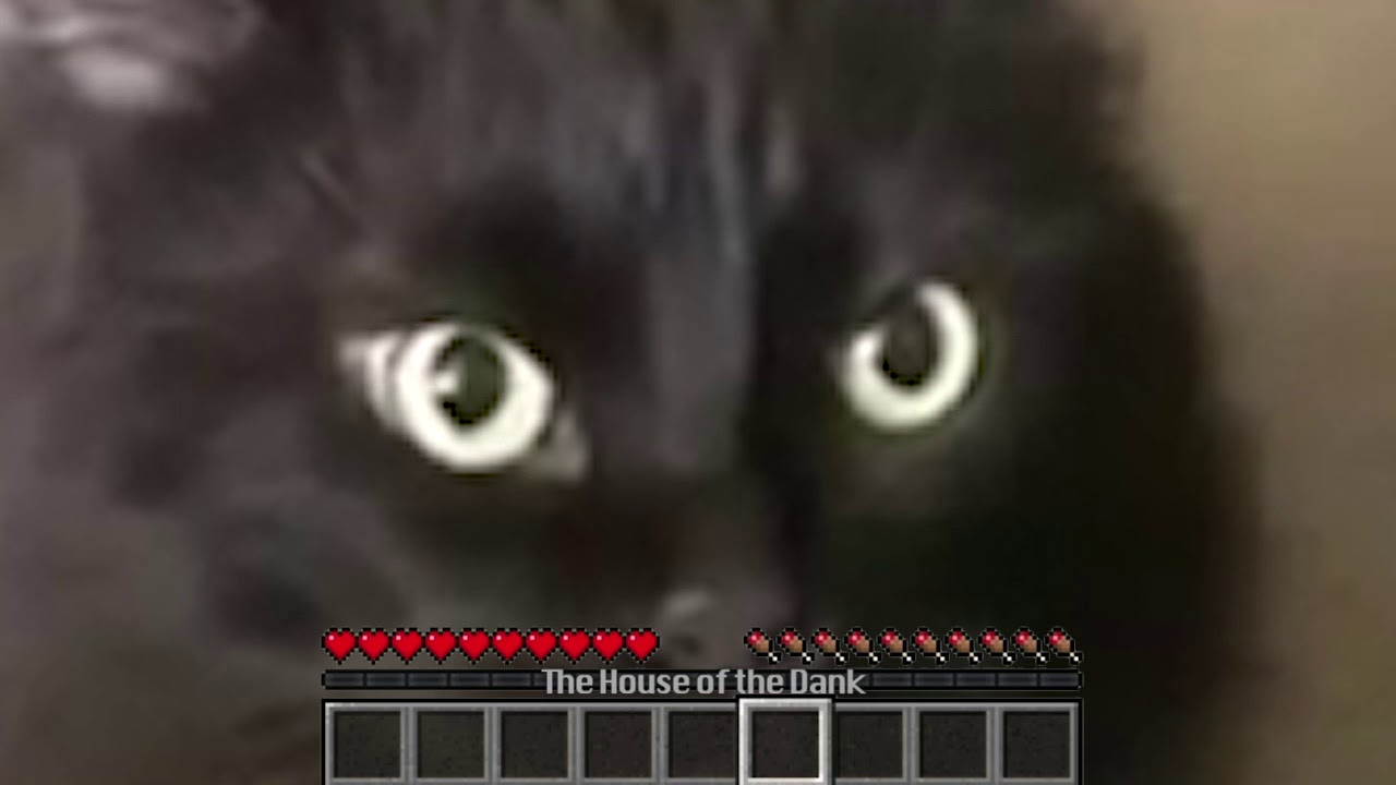 MAXWELL CAT ATTACK GONE MINECRAFT MEME