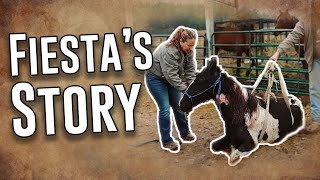 Fiesta's Story