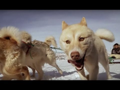 Nanook - Aarnuaq (Talisman)