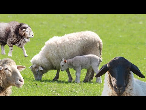 Ovelha - Som da ovelha - Ovelhas Berrando