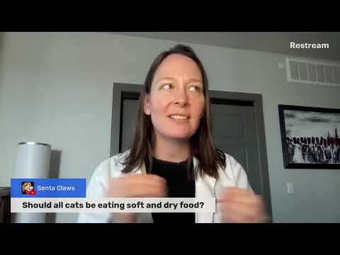 Should All Cats be Eating Wet and Dry Food? (A Vet Explains)