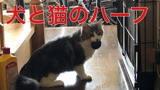 【犬確定】犬なのか猫なのか？？ パートⅡ    メインクーン　cat　動物いやし