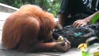 preview picture of video 'BUKIT LAWANG. Centro de Rehabilitacion de Orangutanes'