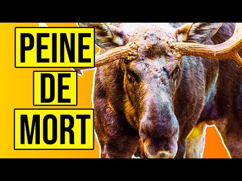L'Animal Le Plus Terrifiant Du Nord