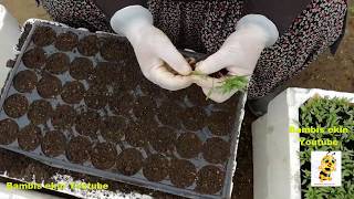 fide yetiştiriciliği tohum ekimibiber fide ekimi