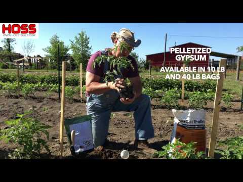 How to Grow the Healthiest Tomatoes