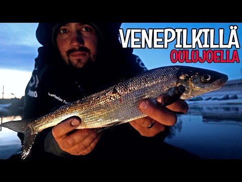 SIIAN VENEPILKINTÄÄ OULUJOELLA - HARTAANSELKÄ - OULUJOKI