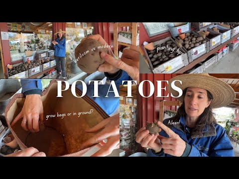 Growing POTATOES in USDA Zone 9!