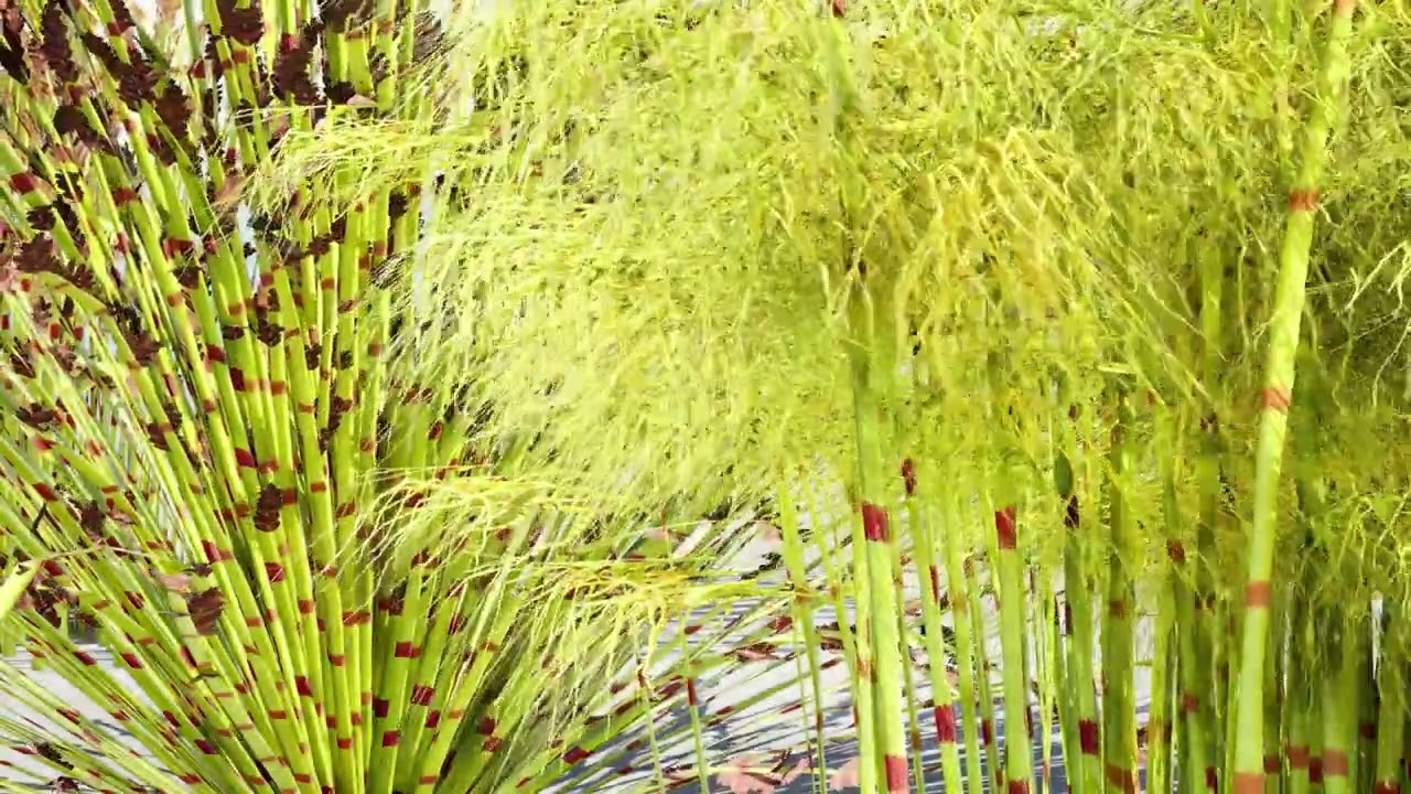 Cole&ccedil;&atilde;o Restio Sul-Africana Modelo 3D