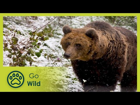 Little known mountains and forests | Wild Carpathia 1/4 | Go Wild