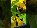 American Bumblebee In Southwest Florida