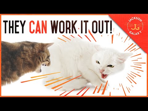 Cat Introductions Gone Wrong: They Will NOT Work it Out Without You