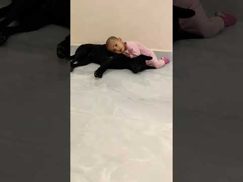 Dhriti playing with Dog (Kalgi)#Dhriti# Dog#Relax#playing