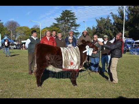 Joaquín Echezarreta - Cabaña Don Rodolfo - Gran Campeón Hembra Expo Otoño Shorthorn - Tandil