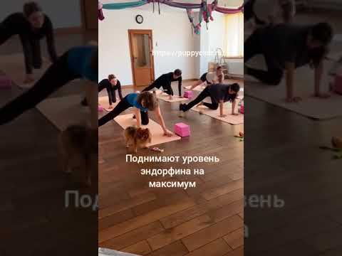 Йога с собаками расслабляет и улучшает настроение ❤️ #шпиц, #животные, #собаки