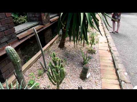 Villa Taranto - Italy - Kakteen