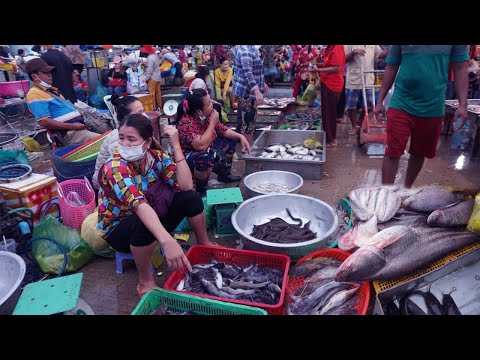 Morning Fish Market at Chhbar Ampov - Daily Views of Site Distributes Fish & SeaFood @Chhbar Ampov
