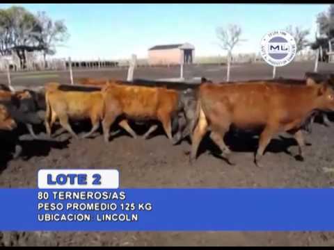 22-04-16 Venta por Pantalla - Martin G. Lalor S.A. - Lincoln.