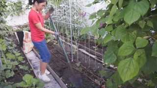 How to use fertilizers in your vegetable garden (自家菜园如何使用肥料)