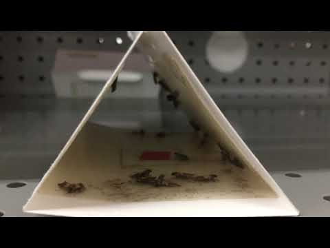 Indian Meal Moths Stocking Up at Grocery Store in Brick, NJ