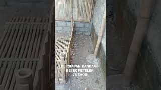 Download lagu Persiapan kandang bebek petelur 25 ekor anti bau #ternak_bebek_petelur_dimasa_pandemi mp3