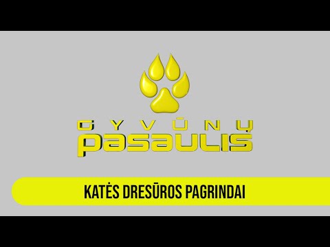 Gyvūnų pasaulis: katės dresūros pagrindai