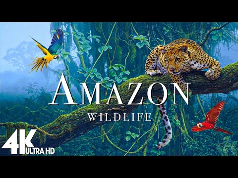Amazon Wildlife In 4K - Animals That Call The Jungle Home | Amazon Rainforest | Relaxation Film