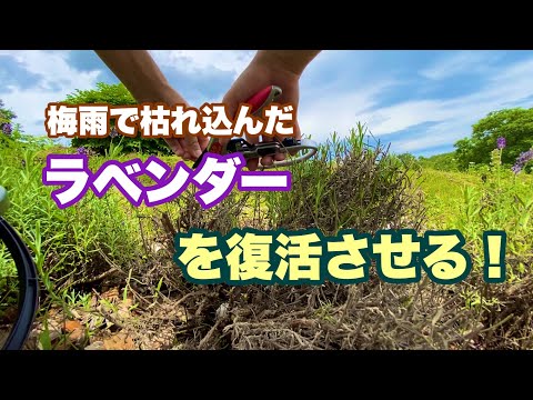 ラベンダーを剪定するときに避けるべき間違いは何ですか？復号化  庭園