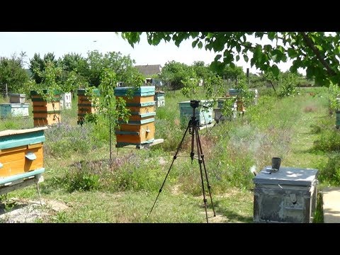 Зачем создан канал Пчела и Пасечник!!!