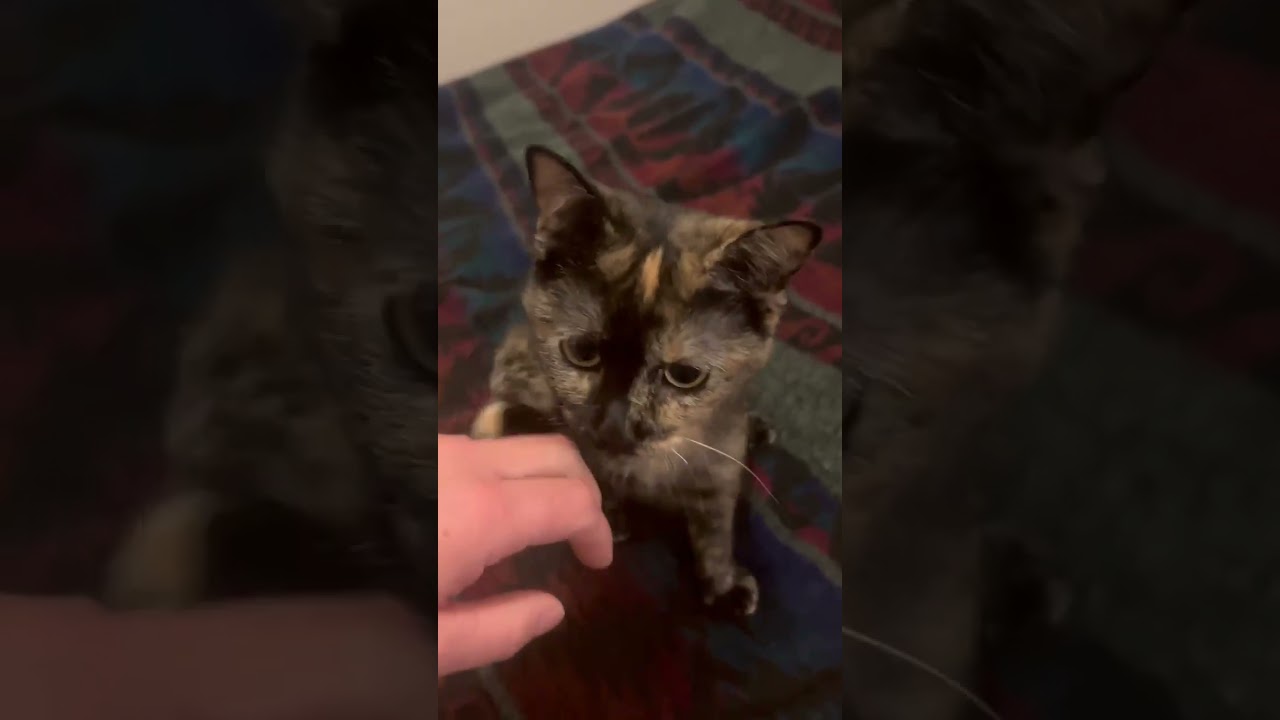 Enlarge Diamond, a Adoptable Domestic Short Hair in Chicago, IL video 3/3