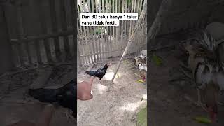 Download lagu Bakalan panen DOC ayam bangkok nih #shortsvideo#youtube#ayam#ayambangkokklasik#ayamkampung#peternak mp3 Download lagu Bakalan panen DOC ayam bangkok nih #shortsvideo#youtube#ayam#ayambangkokklasik#ayamkampung#peternak mp3