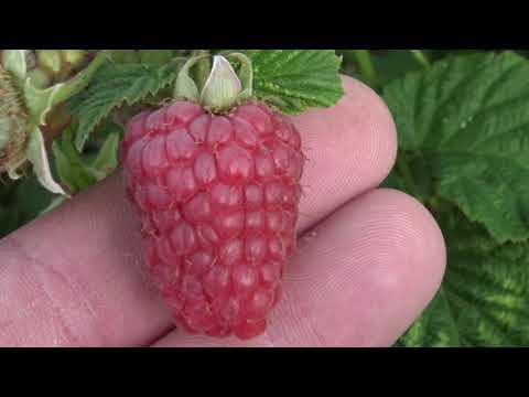 Jakość owoców maliny trwałość maliny maliny odmian letnich jak nawozić aby nie gnił, twardość maliny