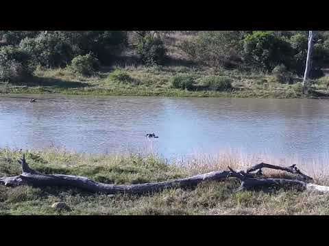 Djuma: Hippo starting to get active - 13:21 - 06/10/2023