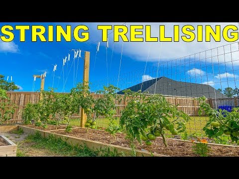 , title : 'The BEST Method Of Tying Tomatoes: String Trellis Tomatoes'