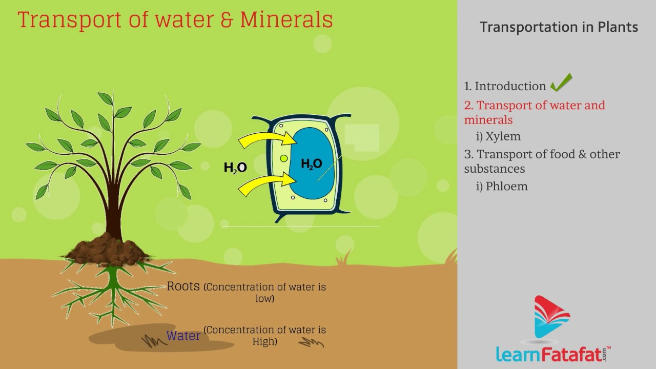 Life Processes Class 10 Science Chapter 6 - Transportation in Plants