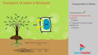 Life Processes Class 10 Science Chapter 6 - Transportation in Plants
