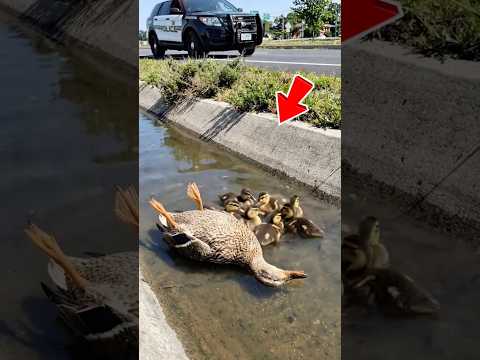 Kind Police officer rescued ducks 😥| Mother died#forest #birds #rescueanimals #duck #shorts #viral