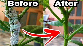 My Simple Top 3 secret solution of mealybugs treatment, Hibiscus plants care