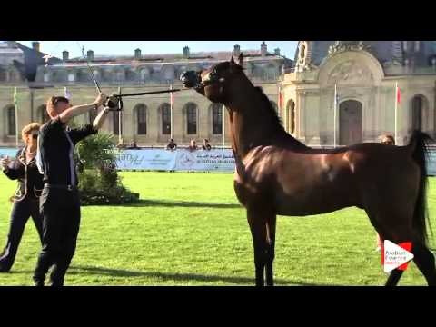 N.69 NASHMI AL HAWAJER - Chantilly 2015 AWC - Colts 3 years old (Class 8)