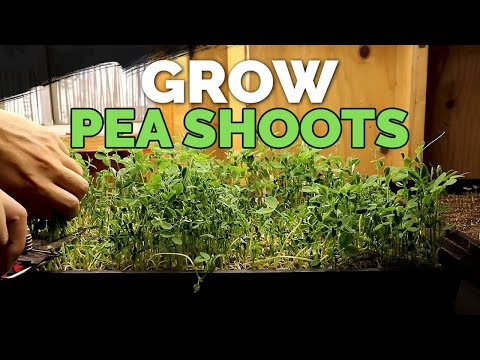 How to Grow Microgreens from Start to Finish COMPLETE GUIDE