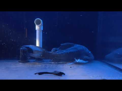 珍しい青い目のプレコ