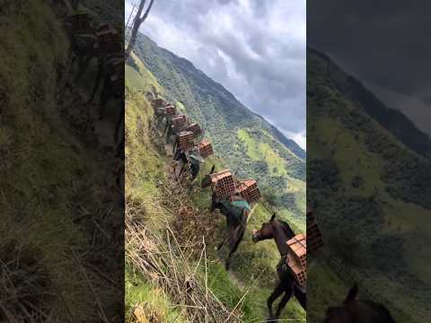 cargando materiales de construcción desde Cajamarca Tolima #campo #arrierossomos